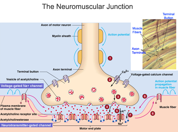 neuromuscular-junction-disorders